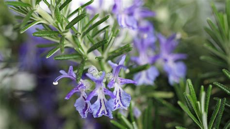 Does Rosemary Have Purple Flowers?