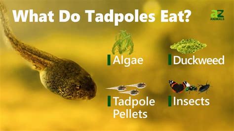 What Do You Feed Tadpoles?