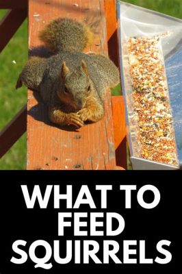 What to Feed Squirrels in the Backyard