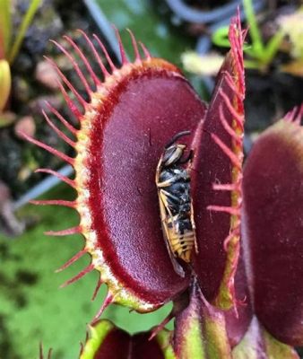 What to Feed Venus Flytraps?