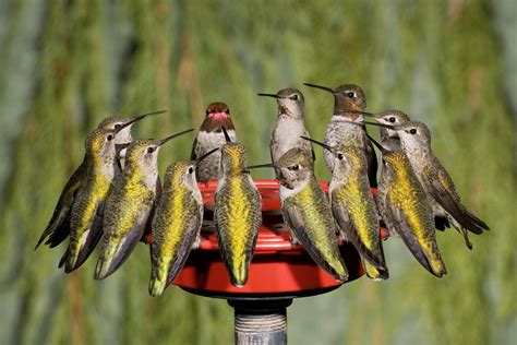 When Do Hummingbirds Feed the Most?